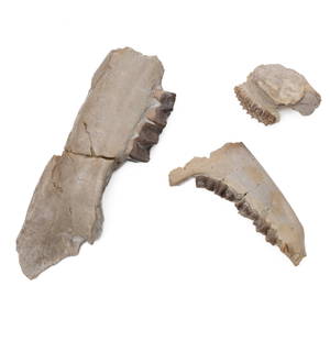 Three prehistoric fossil Jawbones: Three prehistoric fossil Jawbones2 Piglike mammals and possibly a bison like ancestor. Found in Nebraska. Approximately 38 Million yeqrs oldLargest Measures 7 x 2.5 x 1" approx