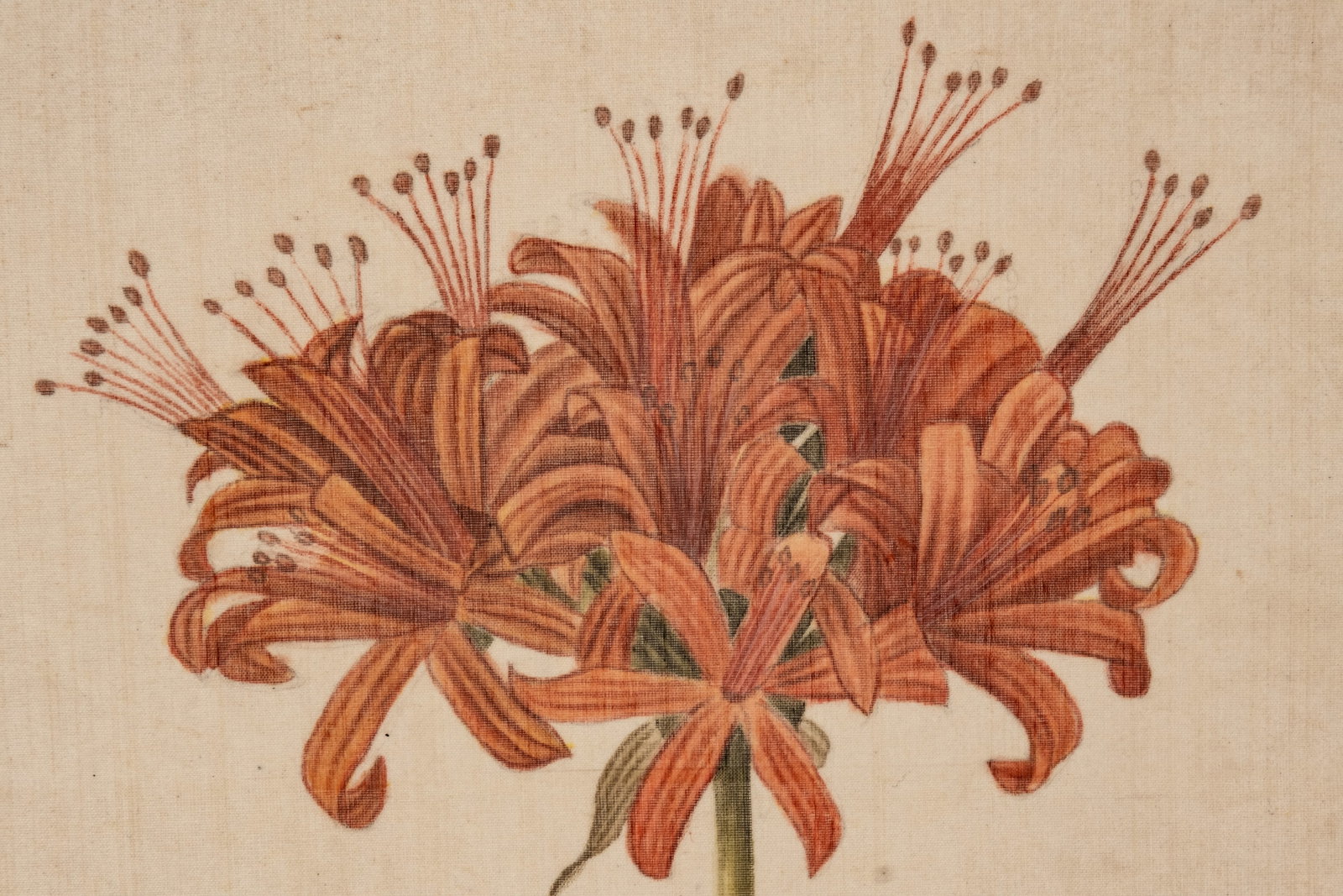 L.R Laffitte Watercolor Painting on Silk, Amaryllis, Signed: Keywords: Georgian botanical illustration, Flower scientific art, Neoclassical natural history style, Early Romantic period design, Victorian botanical study, 18th century printmaking tradition, Pierr