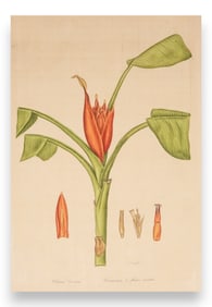 Signed L.R Laffitte Watercolor of Scarlet-flowered Banana Tree on Silk Mounted on Laid Paper