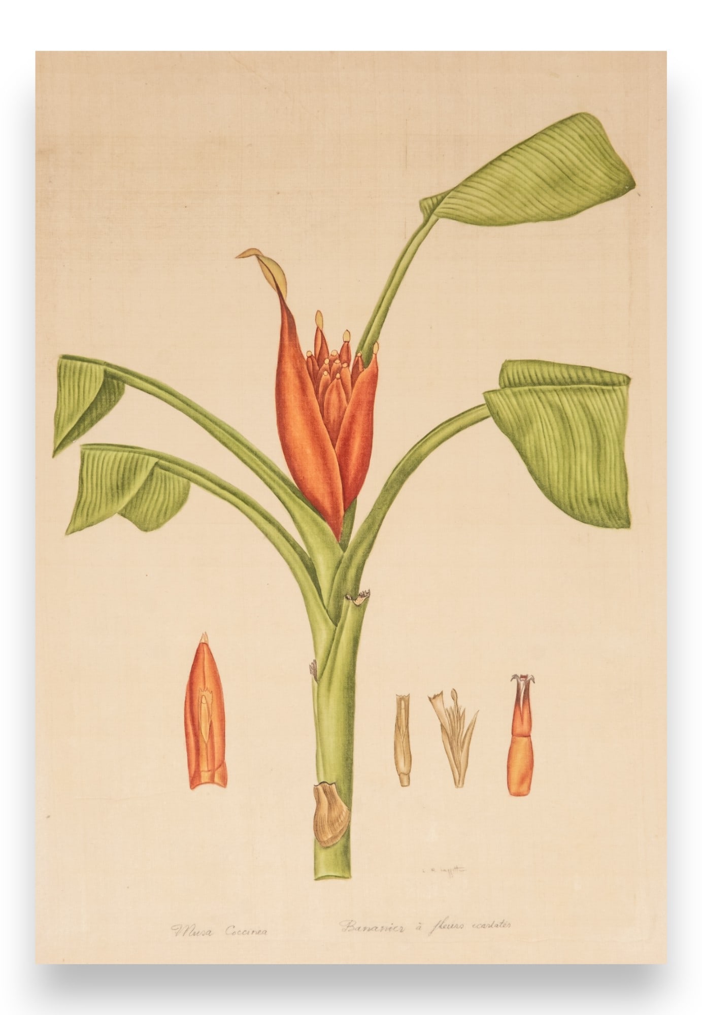 L.R. Laffitte Signed Watercolor Painting of Scarlet-Flowered Banana Tree on Silk Mounted on Laid: Keywords: No reserve, Pancratium declinatum, Contemporary French Art, Animal Painting, Bird Painting, Flower Painting, Art Deco Style, Botanical Art, Nature Summary: L.R Laffitte Watercolor on silk mo