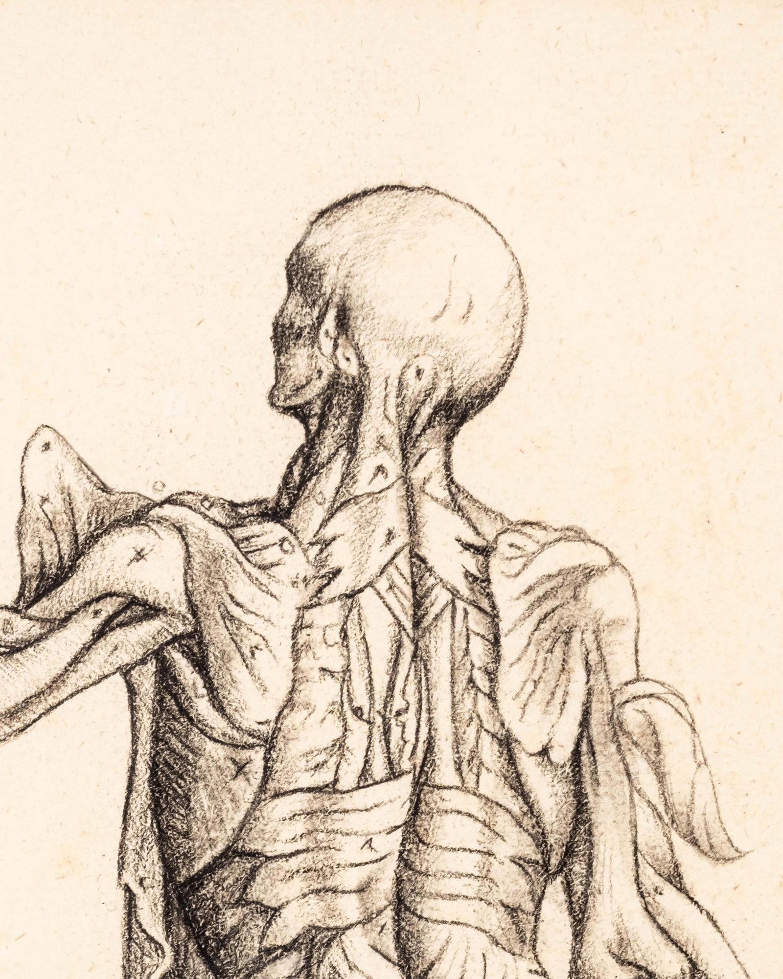 No Reserve- De Humani Corporis Fabrica Charcoal on Paper Copy, Anatomical Figure Study - 6