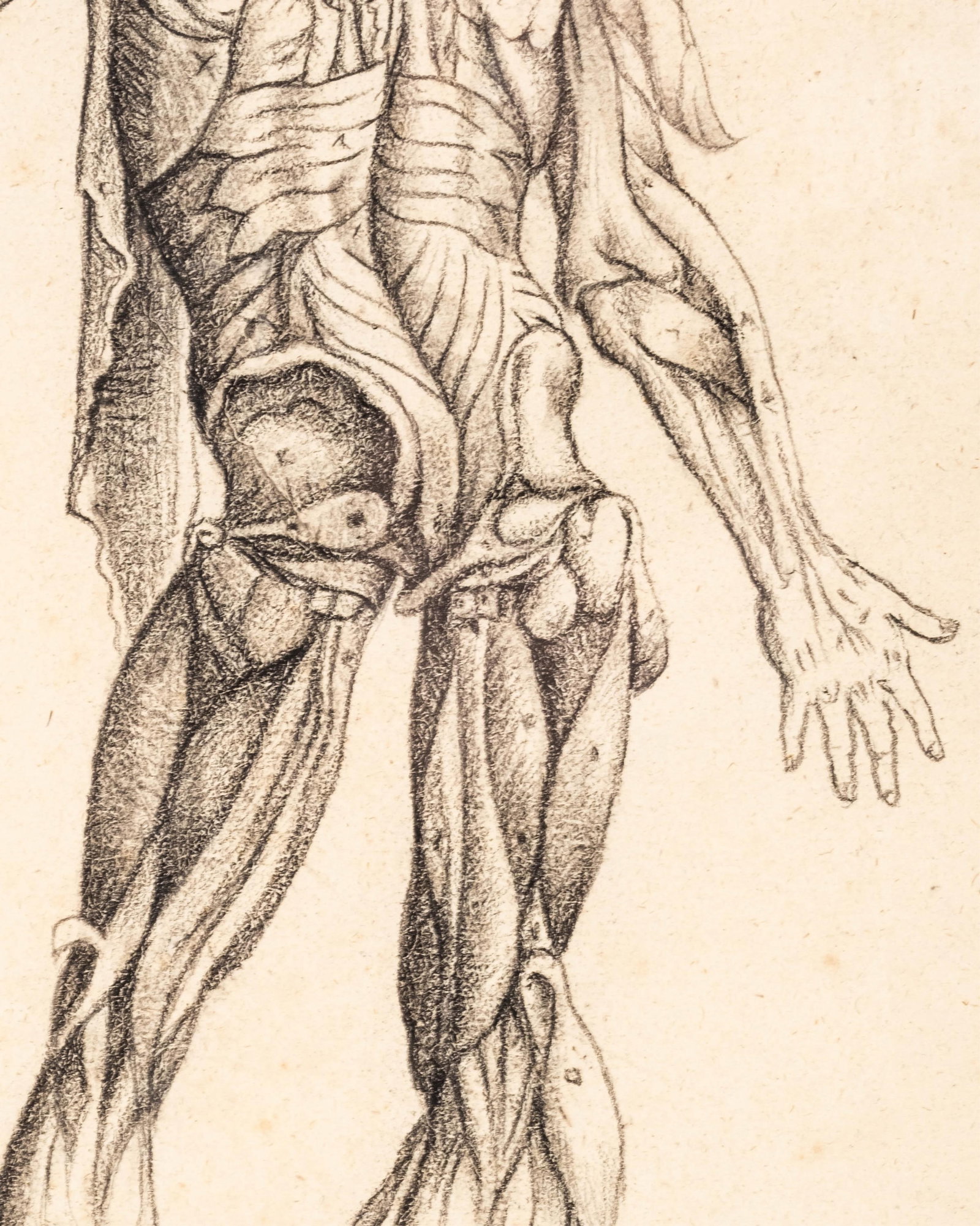 No Reserve- De Humani Corporis Fabrica Charcoal on Paper Copy, Anatomical Figure Study - 8