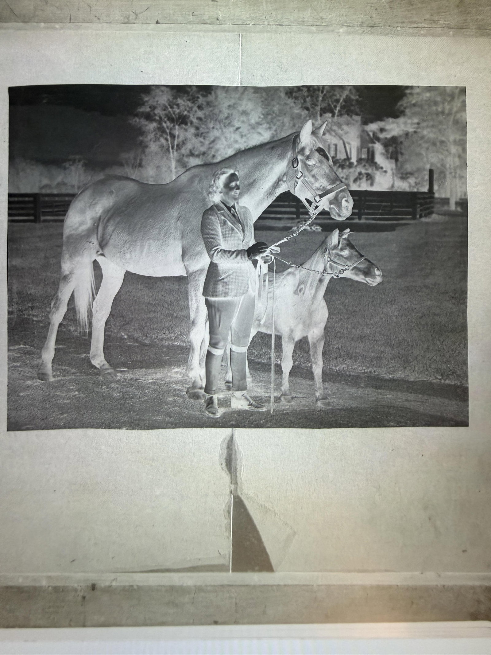 No Reserve- Group of Five Thoroughbred Horse Racing Items Featuring Exterminator ‘Old Bones’ - 2