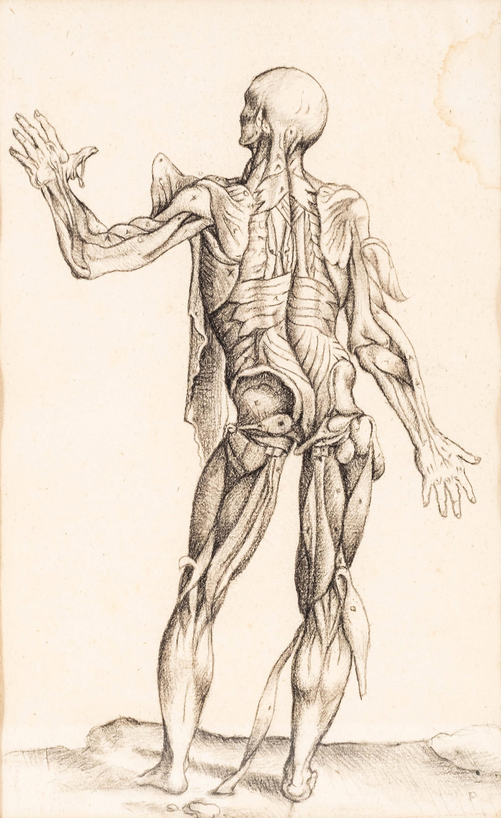 No Reserve: De Humani Corporis Fabrica Charcoal on Paper Copy, Anatomical Figure Study: Keywords: De Humani Corporis Fabrica, On the Fabric of the Human Body, anatomical study, human anatomy, charcoal on paper, after the original print, medical illustration, figure study, framed drawing,