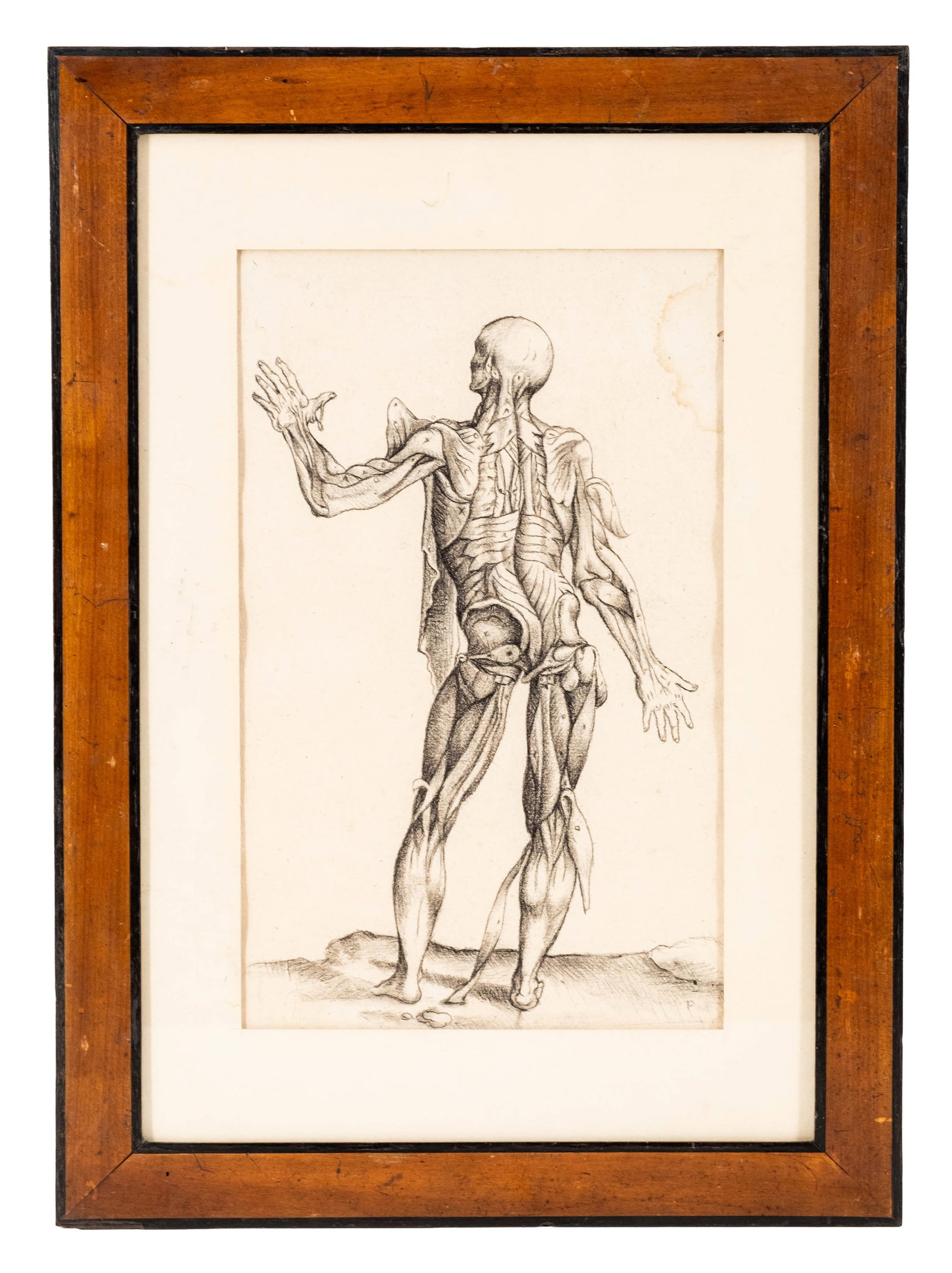 No Reserve: De Humani Corporis Fabrica Charcoal on Paper Copy, Anatomical Figure Study - 3
