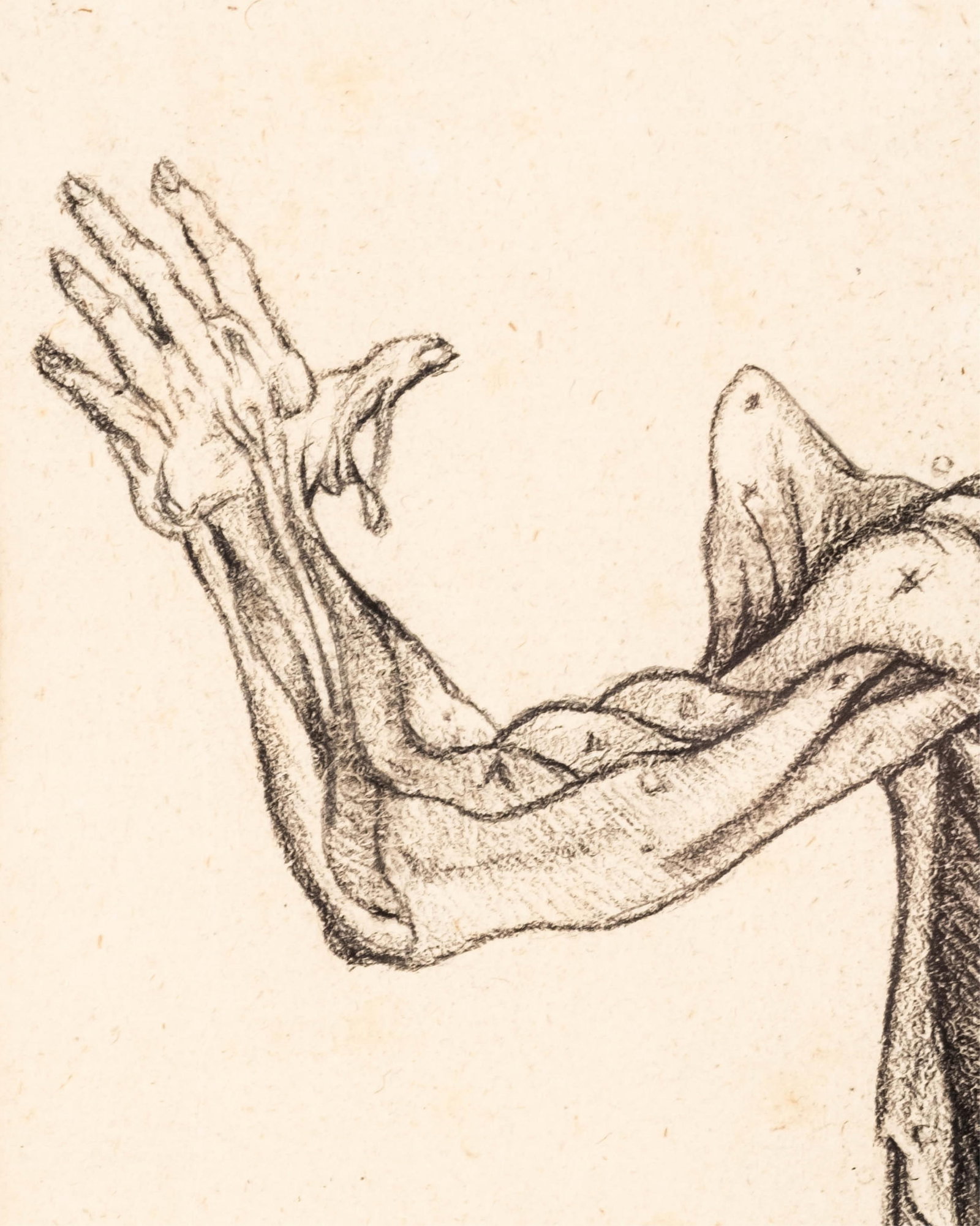 No Reserve: De Humani Corporis Fabrica Charcoal on Paper Copy, Anatomical Figure Study - 7