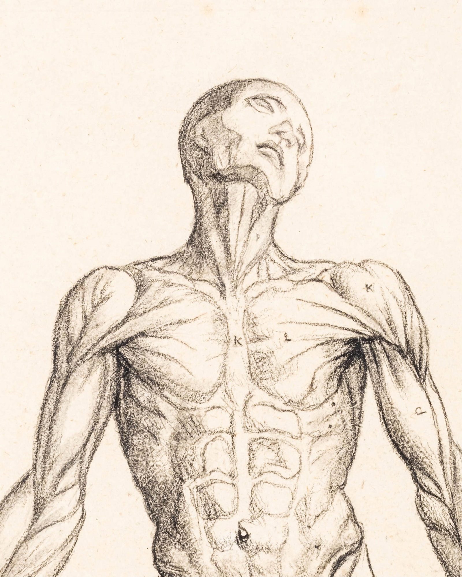No Reserve: Charcoal Drawing Anatomical Figure Study Literature: De Humani Corporis Fabrica, Andrea - 4