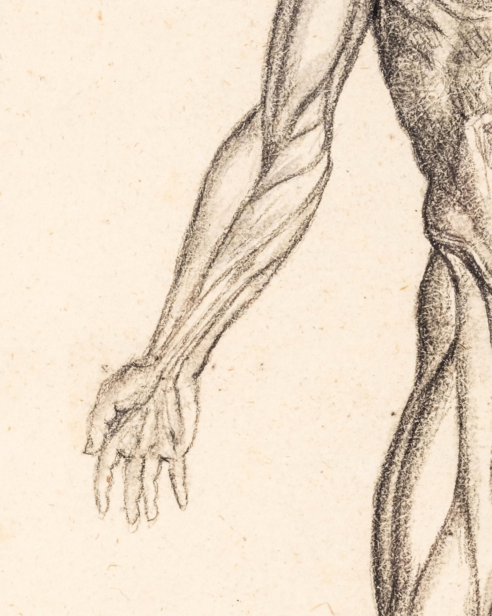 No Reserve: Charcoal Drawing Anatomical Figure Study Literature: De Humani Corporis Fabrica, Andrea - 7