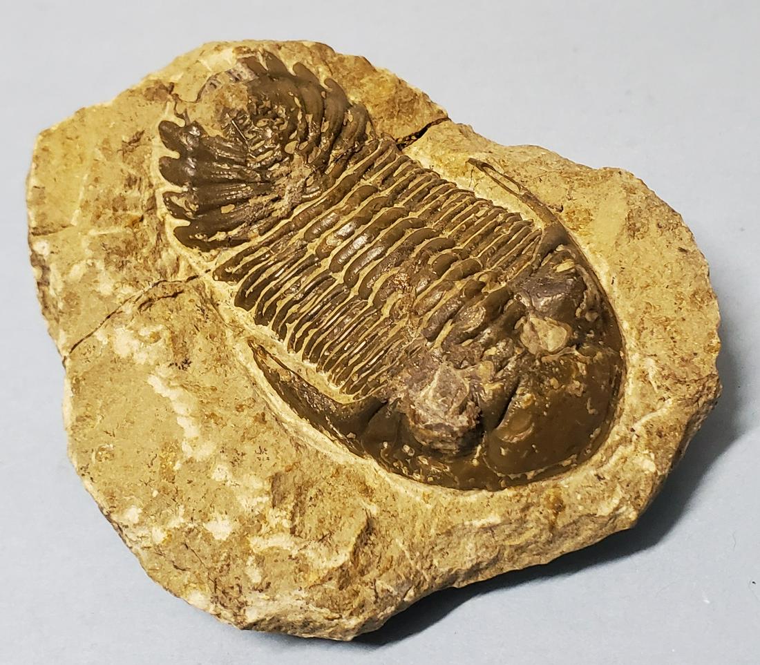 Fossil Trilobite: Fossil Trilobite. A good and well-preserved prehistoric fossil of a trilobite. 3 in. long x 1 ¾ in. wide