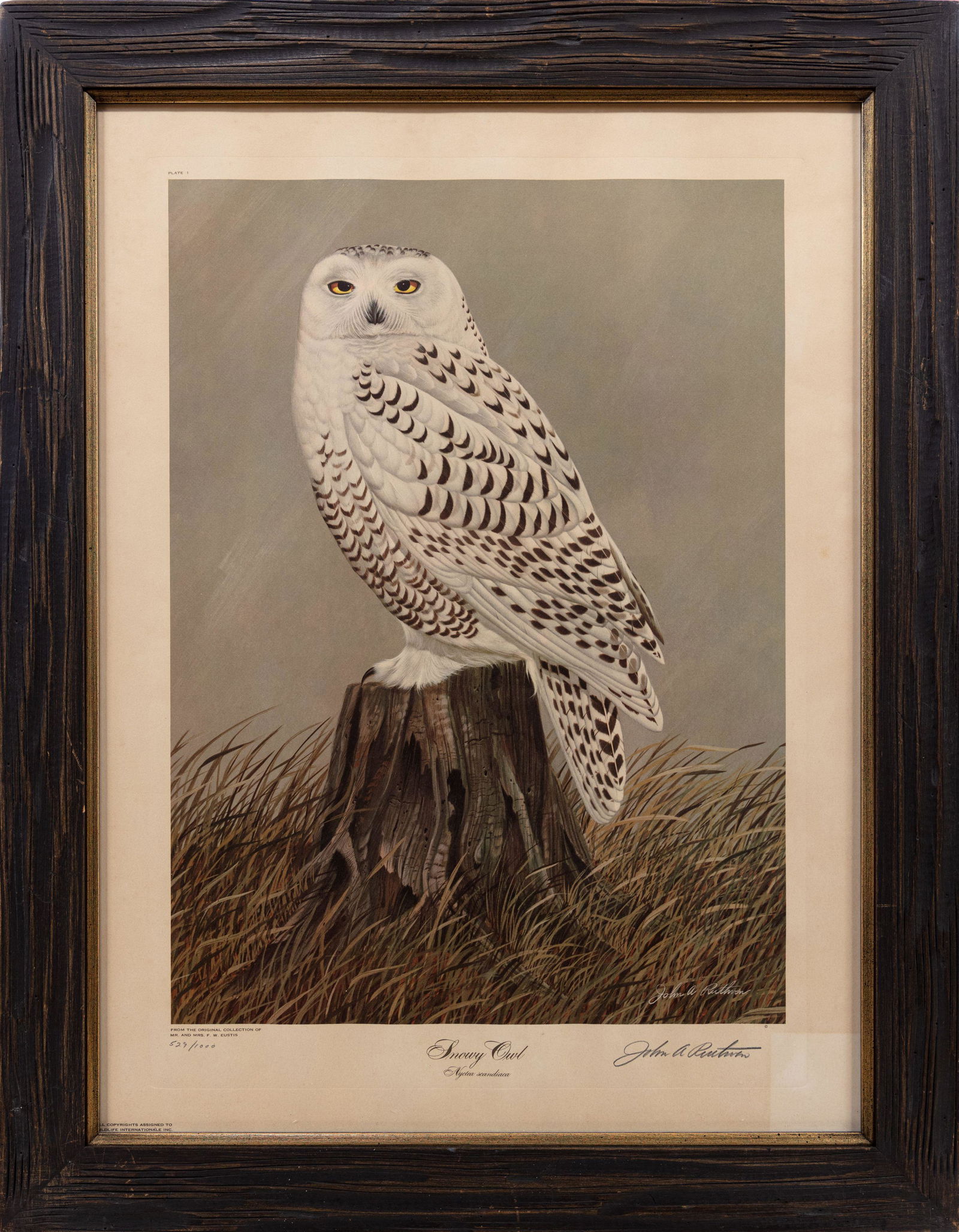 JOHN RUTHVEN, Snowy Owl: Ruthven