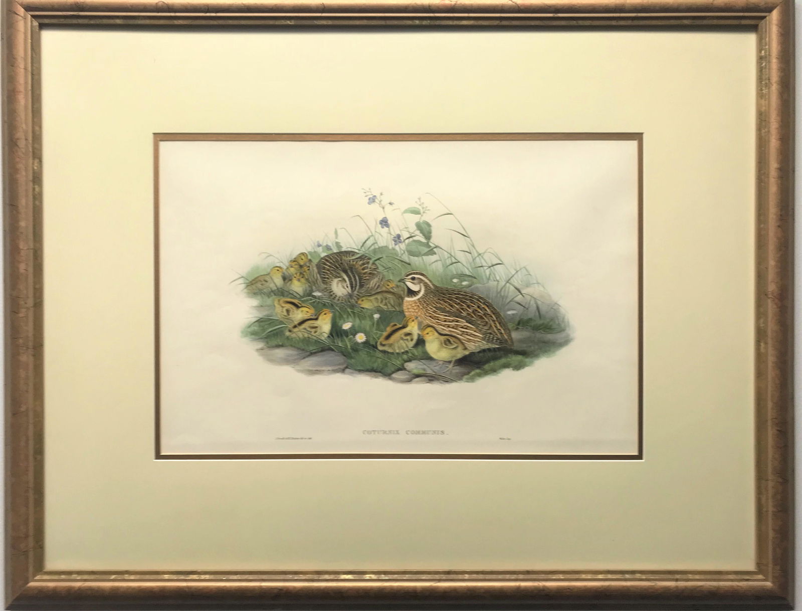 Hand Colored Bird Lithograph by John Gould. (1 of 5)