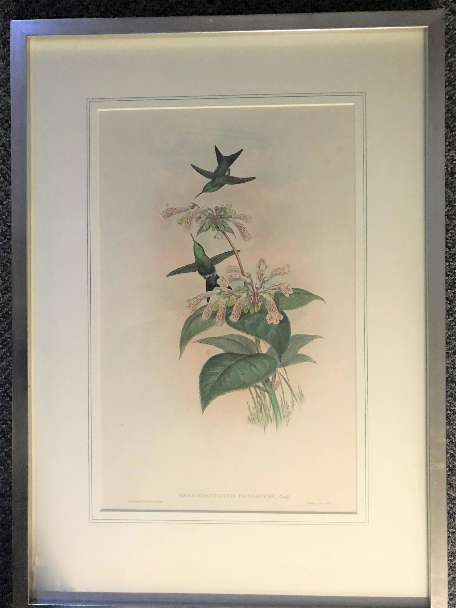 “Smaragdochrysis Iridesceus” (Hummingbird) (1 of 3)