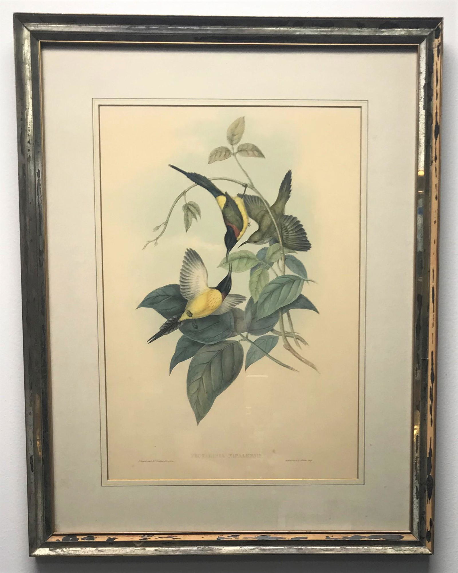 “Nectarinia Nipallensis” (Hummingbird) (1 of 6)