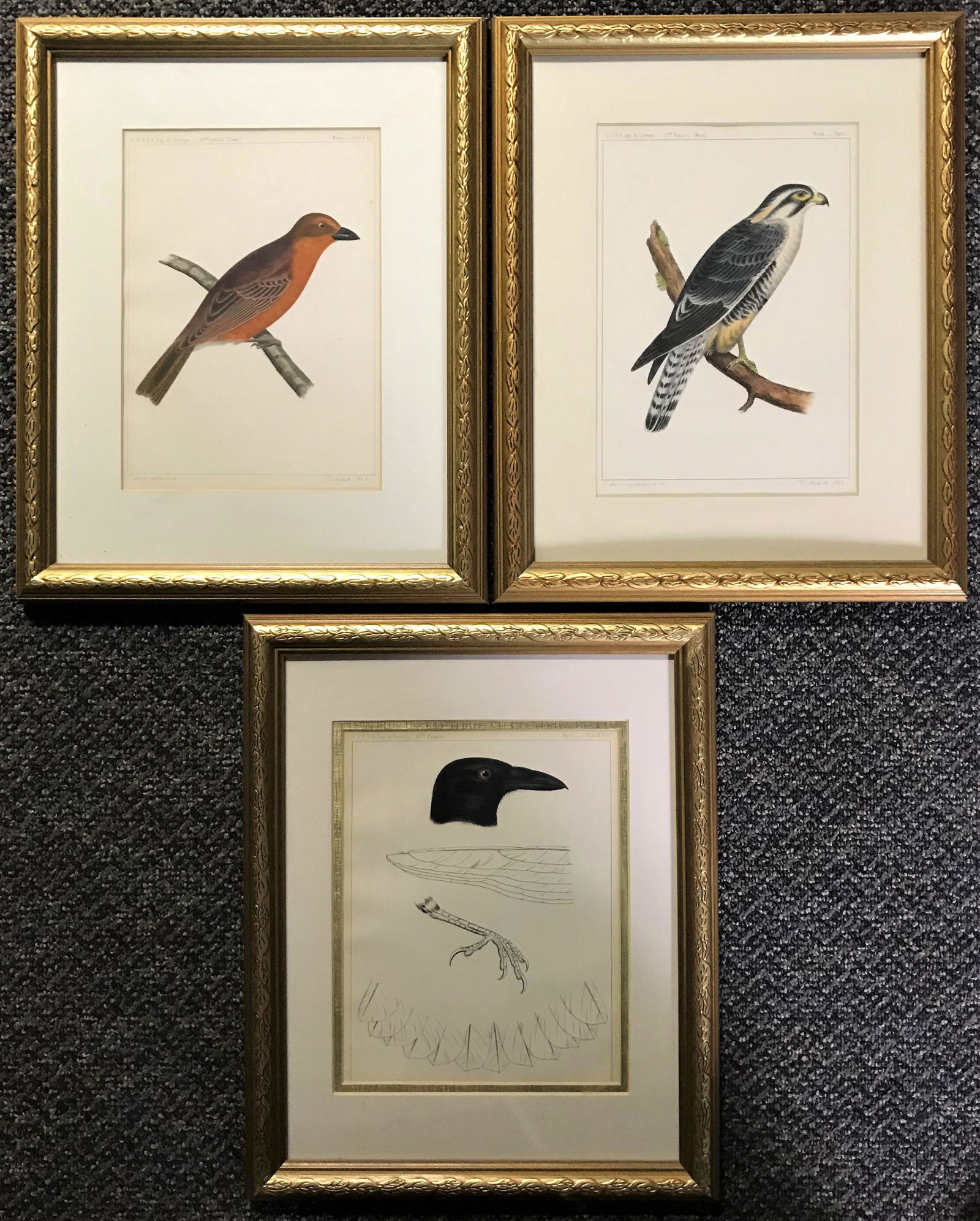 Three Bird Prints from U.S.P.R.R “Express (1 of 5)