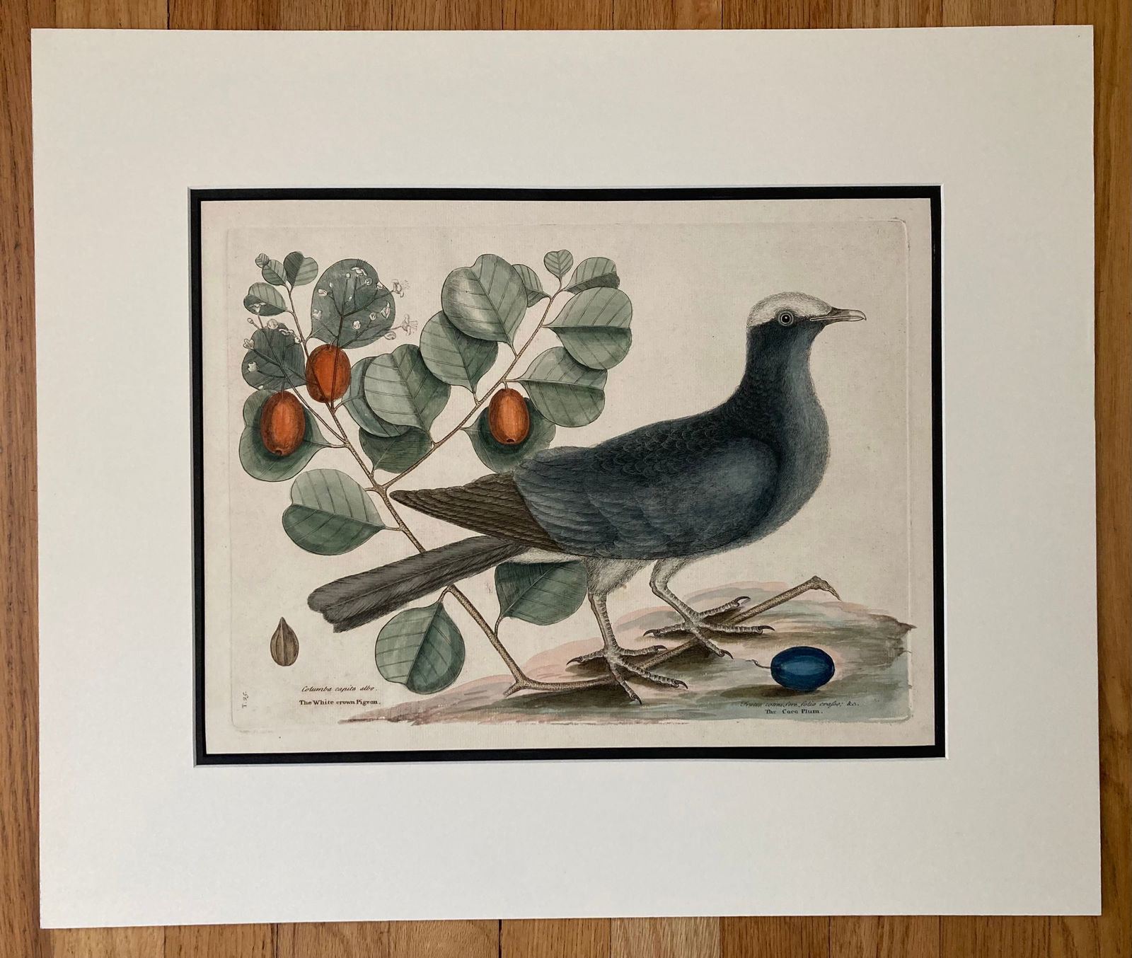 Mark Catesby (1682-1749) "The White Headed Pigeon" etching, circa 1731: A hand-colored etching, titled "The White Headed Pigeon" by Mark Catesby (1682-1749), from the folio "The Natural History of Carolina, Florida and the Bahama Islands", First edition, circa 1731, size