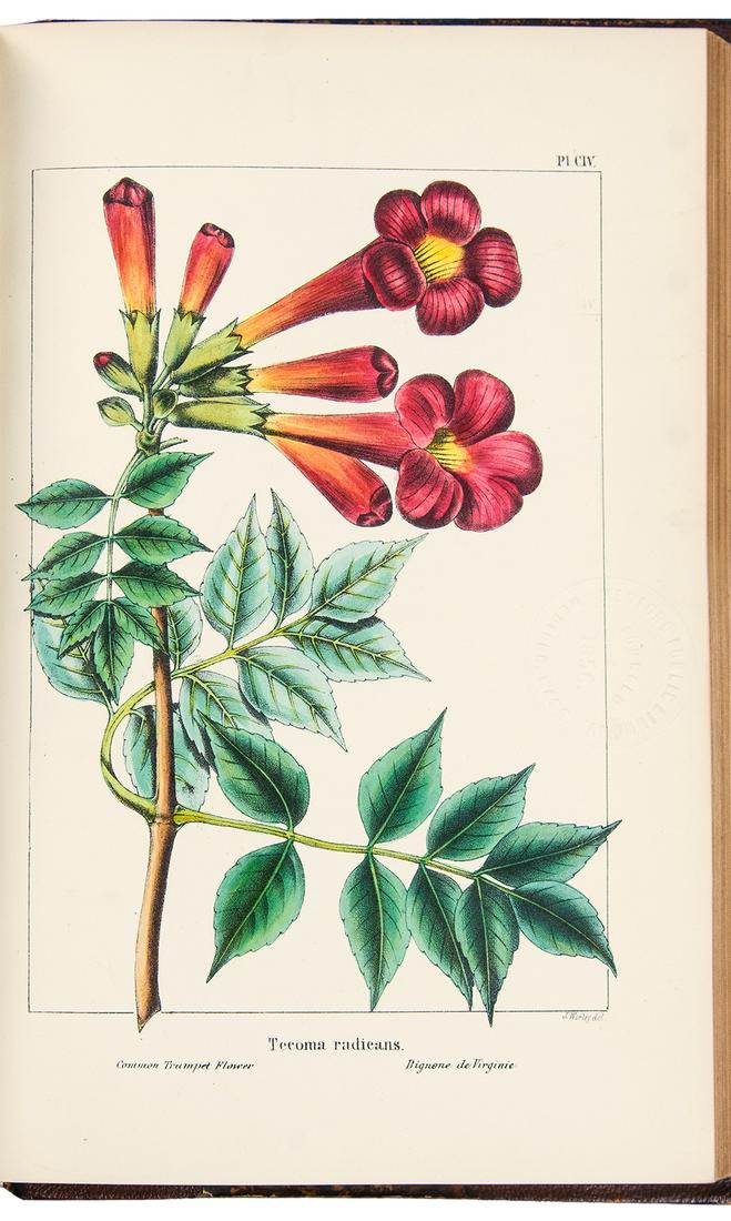 MICHAUX/NUTTALL - North American Sylva, 5 volumes 1871 (1 of 7)