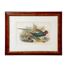 John Gould Japanese Pheasant "Phasianus Versicolo" Large Lithograph, Framed 1980's