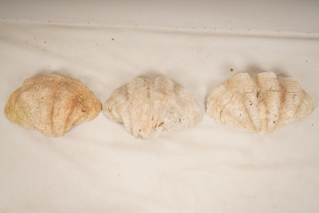 Three Giant Clamshells (1 of 7)