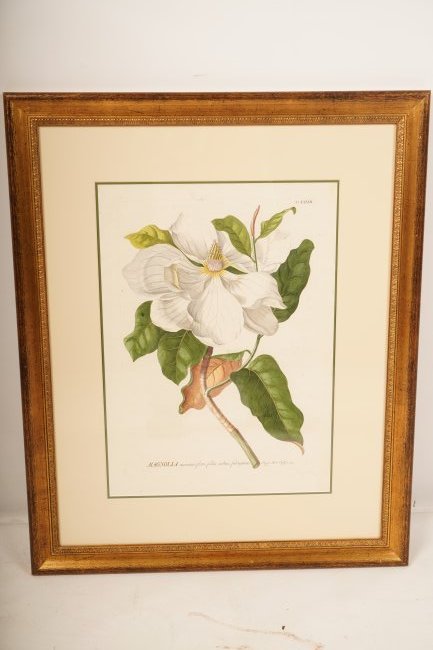 Georg Ehret Hand Colored Copper Plate (1 of 6)