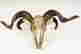 item-130778511=5