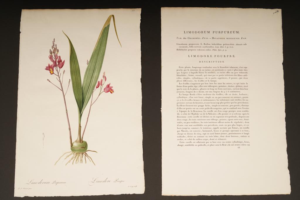 Redoute Stipple Engraving (1 of 4)