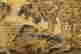 item-100606163=11