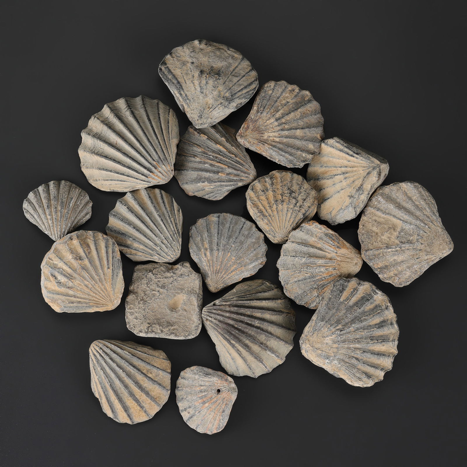 Collection of Fossil Scallop Shells: Collection of Fossil Scallop Shells Total Weight: 660gram