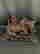 item-130990334=2