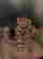 item-130990334=4