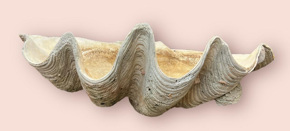 Antique Giant Natural Real Clam Shell 31" Long (1 of 6)