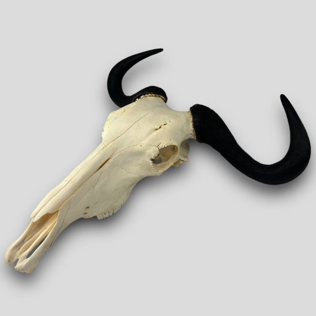 Vintage Blue Wildabeest Skull & Horns Specimen Mount (1 of 8)