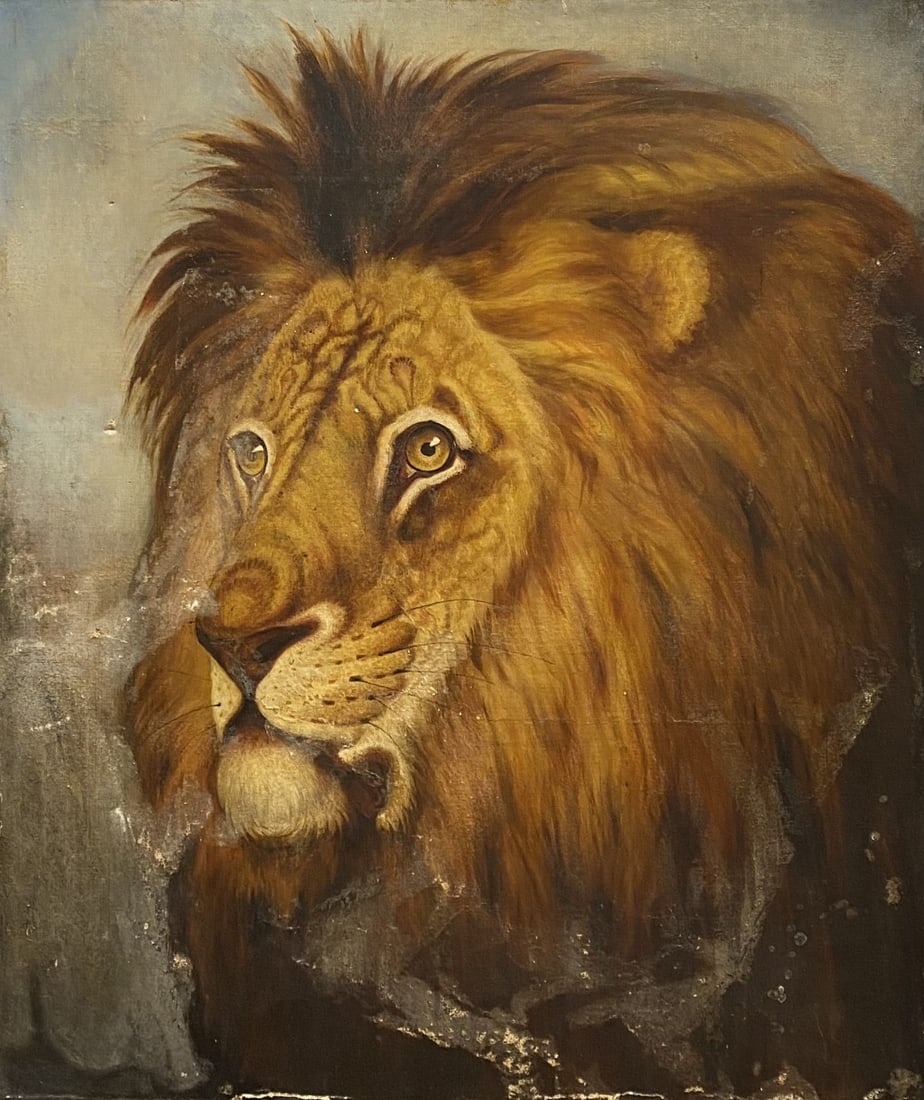 Antique Unframed African Lion Oil Painting on Canvas: Unframed African Lion Oil Painting on Canvas. Frame Size: 25 x 30". This piece is not signed. There is some discoloration to the painting, previously relined. Painting needs to be restored. Approximat