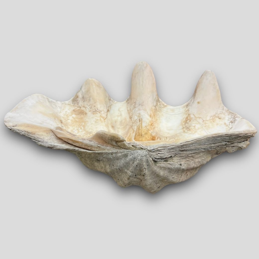 Antique Large Heavy Clam Shell (1 of 5)