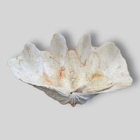 Vintage Large Tridacna Gigas Giant Clam Shell