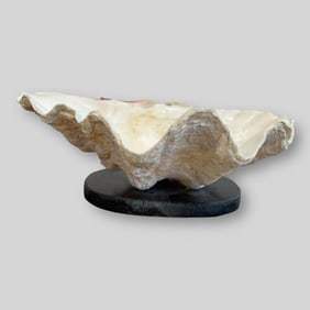 Large Tridacna Gigas Clam Shell on Wooden Base