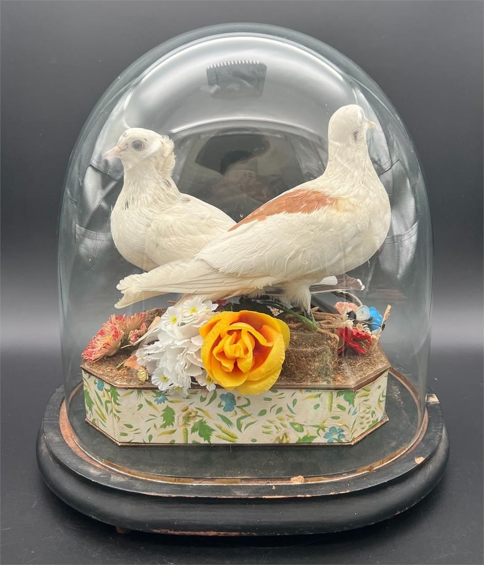 Antique Taxidermy Pair Pigeons Composition (1 of 14)