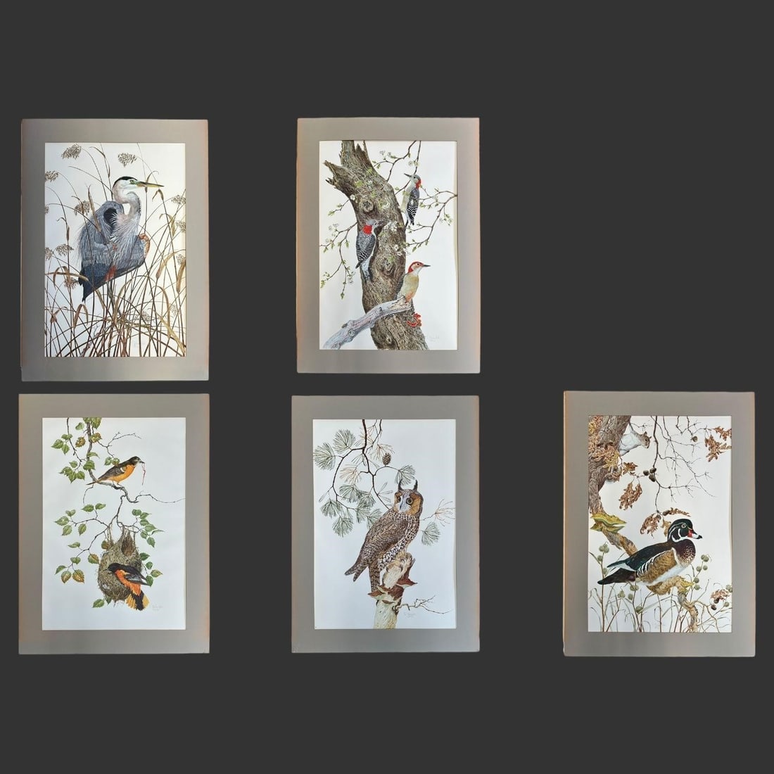 Robin Hill (Australia, B.1932) Bird Portfolio: Robin Hill (Australia, B.1932) Bird Portfolio. Prints are in a large blue portfolio. Signed & Dated 1974. Includes The Baltimore Oriole, The Long-Eared Owl, The Wood Duck, The Great Blue Heron, & The