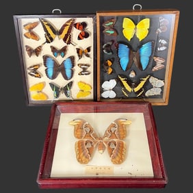 3 Framed Butterfly Moth Insect Taxidermy Displays