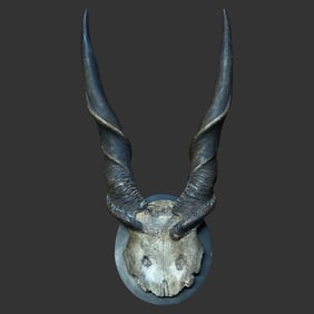 Large Trophy Mounted Eland Antelope Horns