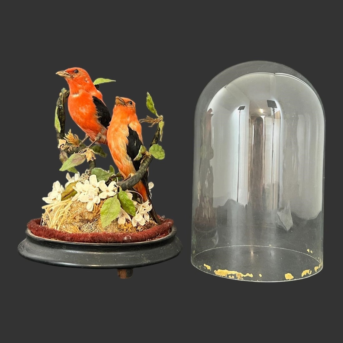 Victorian Taxidermy Scarlet Tanagers Bird Display (1 of 7)