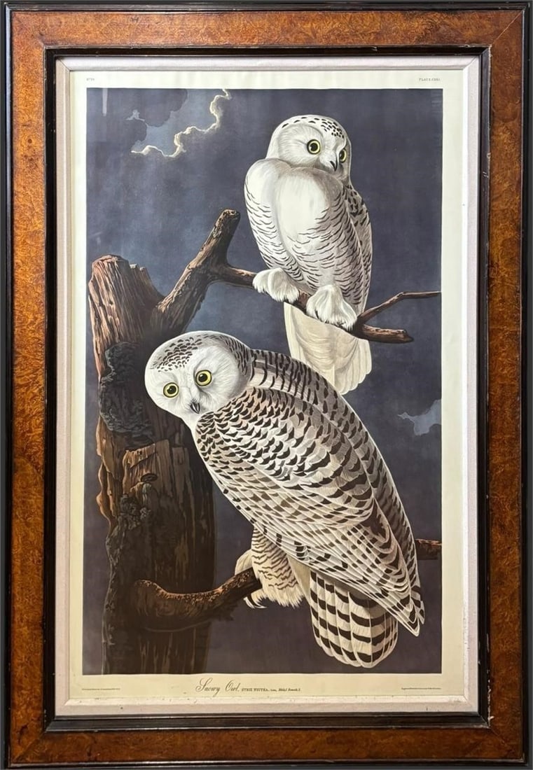 Audubon 'Snowy Owl' CXXI Havell Engraving