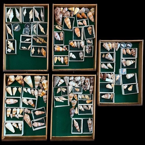 Huge Collection of Assorted Seashell Specimens (1 of 6)