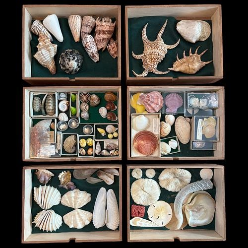 Large Assorted Seashell Coral and Marine Specimen Collection (1 of 11)