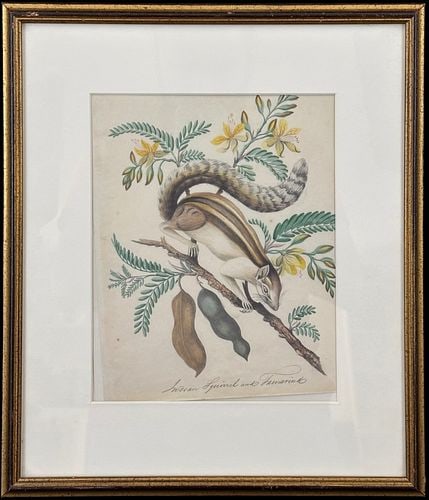 James Forbes (British, 1749–1819) Indian Squirrel and Tamarind Print (1 of 4)