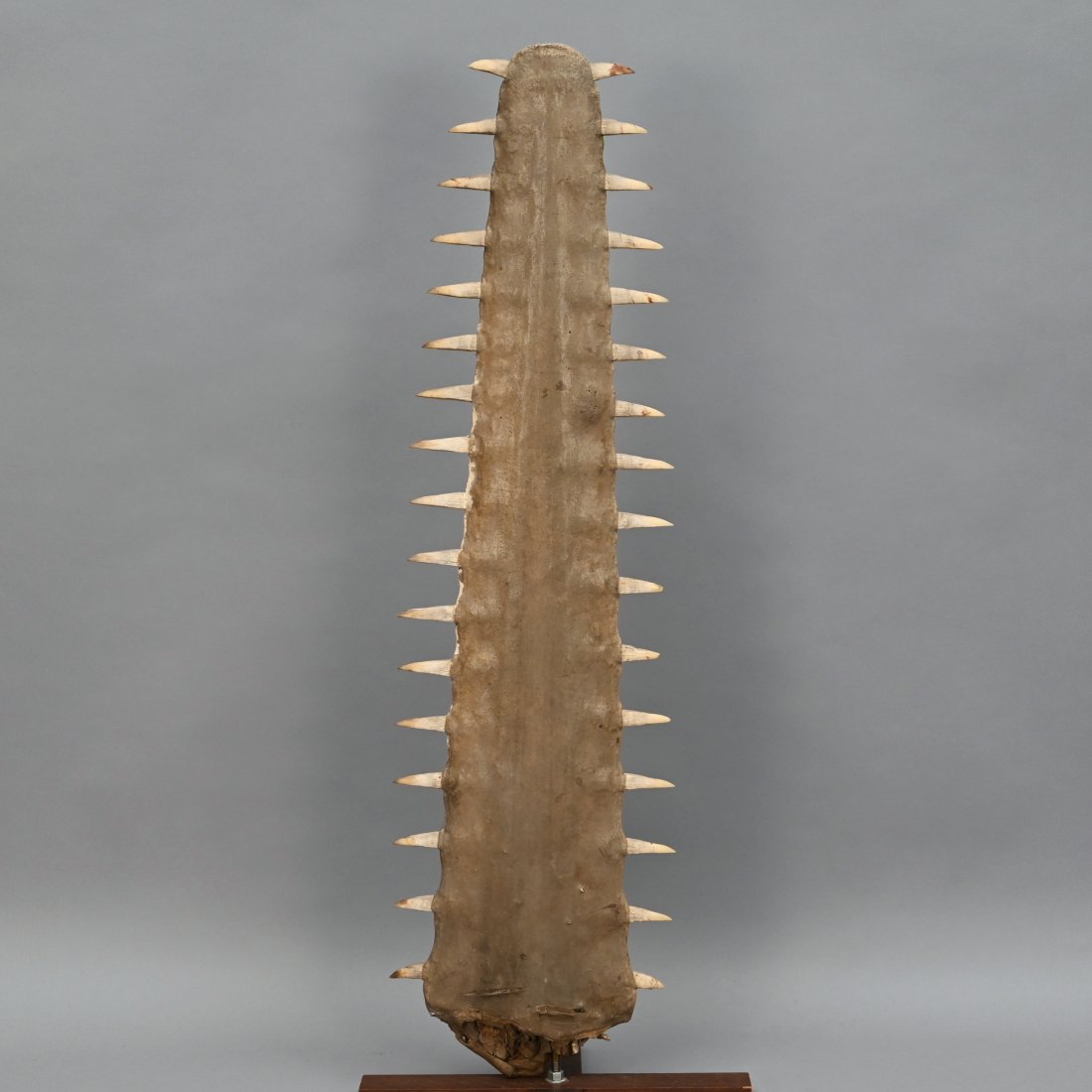 Large Sawfish Bill (1 of 2)