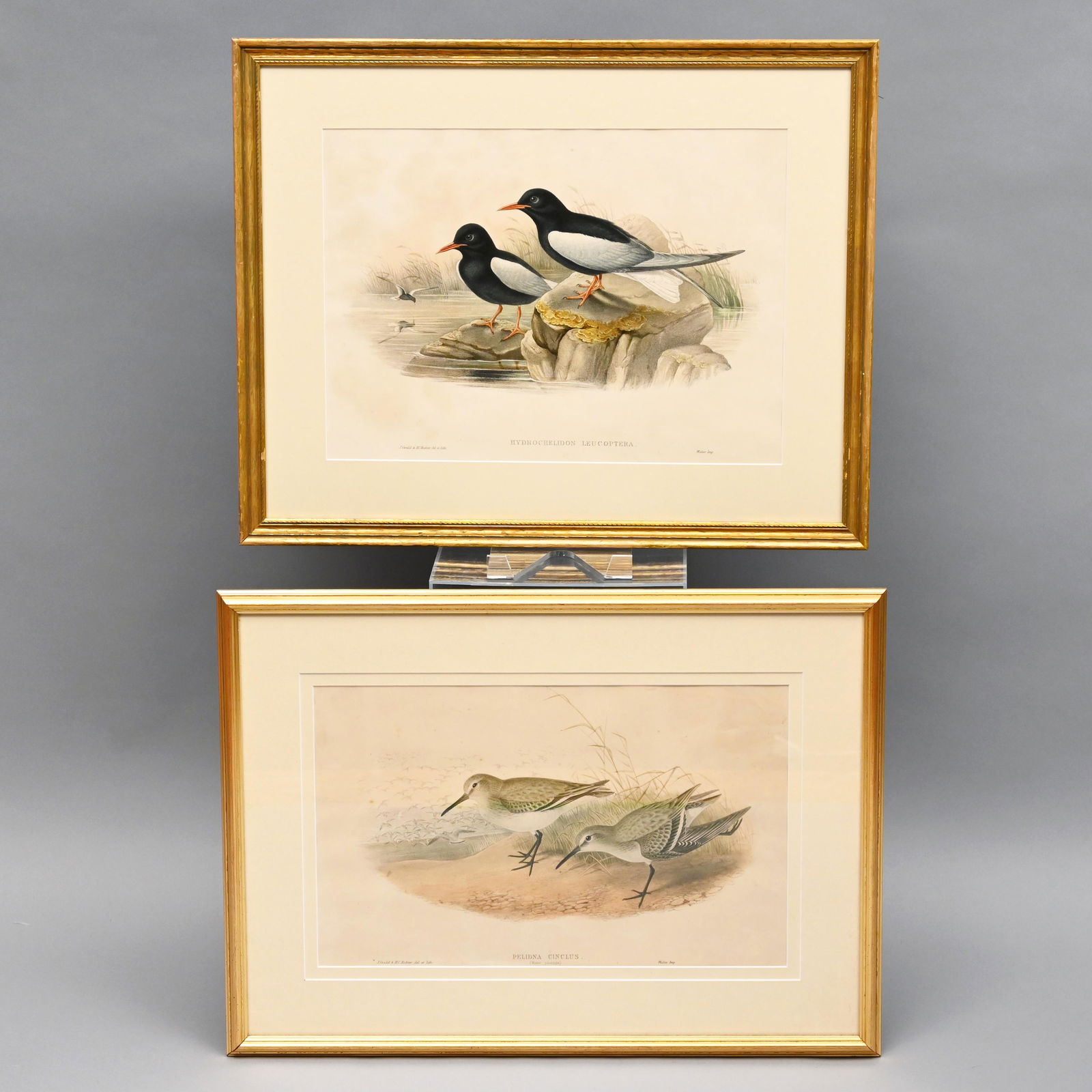 Two Lithographs Depicting Waterbirds, J. Gould (1 of 3)