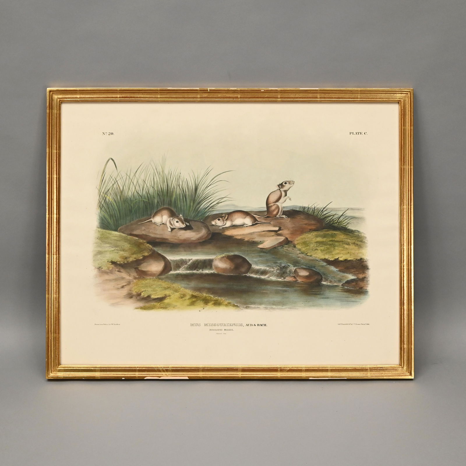J.J. Audubon - Missouri Mouse (1 of 6)
