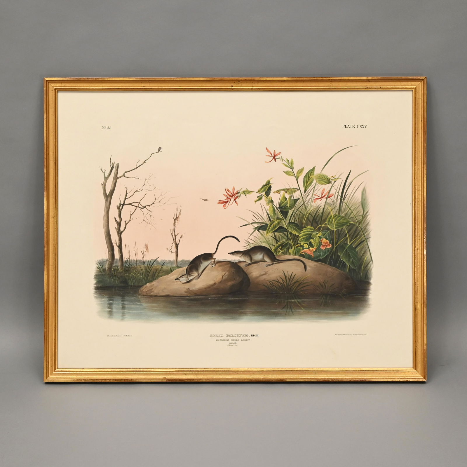 J.J. Audubon - American Marsh Shrew (1 of 5)