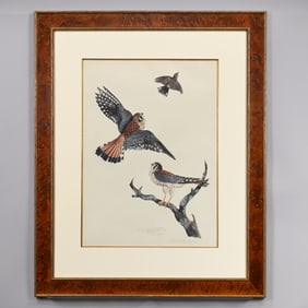 Carroll Sargent Tyson, Jr. - Sparrow Hawks