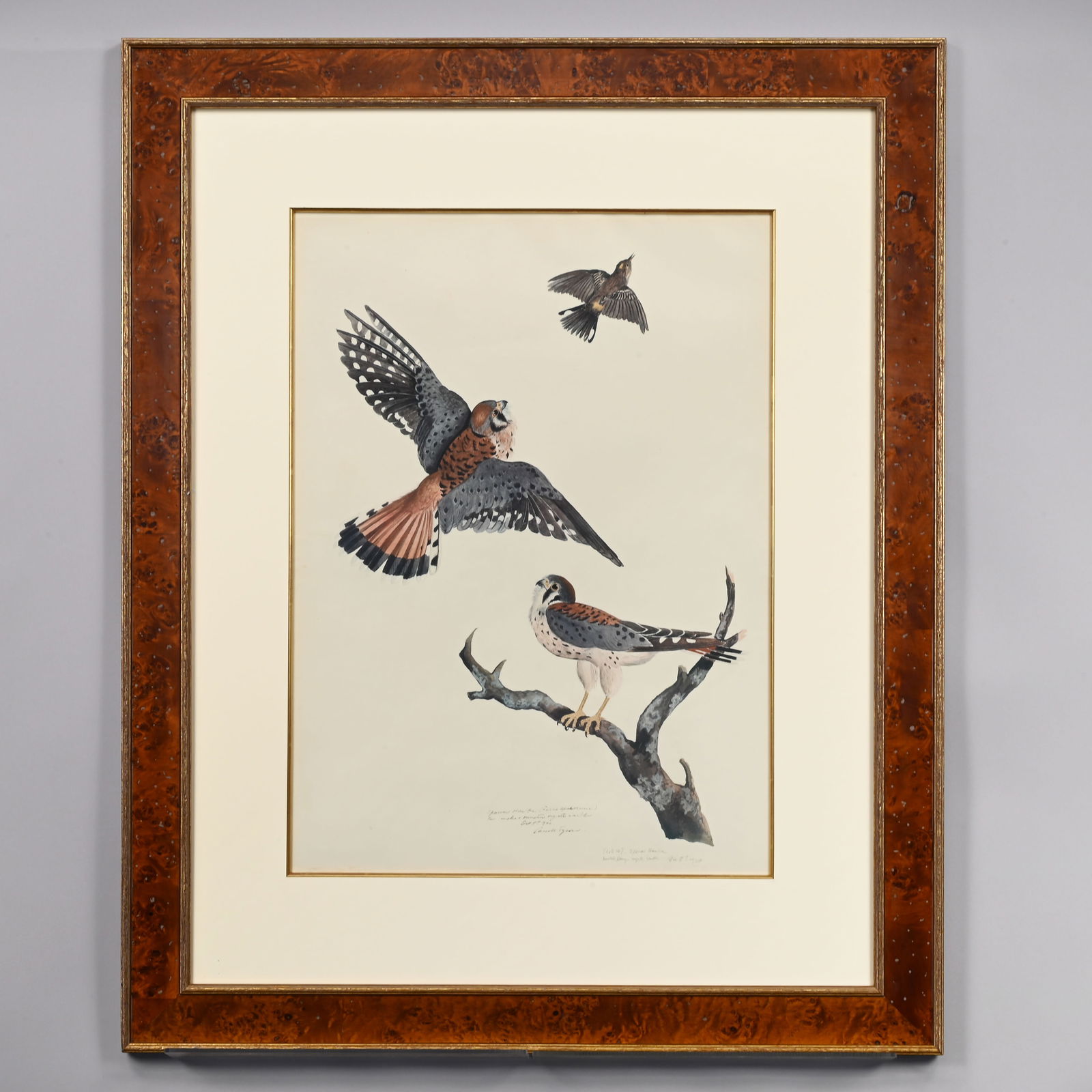 Carroll Sargent Tyson, Jr. - Sparrow Hawks (1 of 7)
